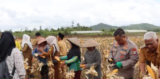 Kapolres Natuna Bersama Bupati Panen Jagung Pipil di Desa Gunung Putri