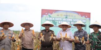 Polres Asahan Bersama Forkopimda Panen Raya Jagung Di Desa Perhutaan Silau
