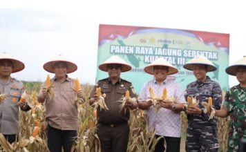 Polres Asahan Bersama Forkopimda Panen Raya Jagung Di Desa Perhutaan Silau