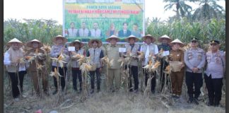 Bupati Bersama Keluarga Besar Tani Merdeka Indonesia Asahan Panen Dari Program Food Estate