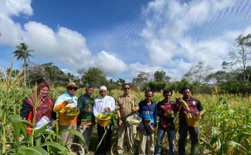 Panen Raya Jagung di Desa Batu Gajah, Pemda Dukung Peningkatan Ekonomi Petani Lokal