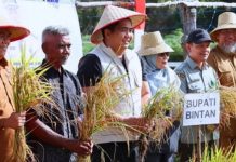 Panen Perdana Padi Gogo di Bintan, Bukti Terobosan Petani Lokal Dukung Swasembada Pangan