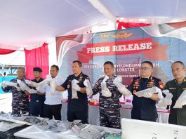 Sinergi Bea Cukai Kepri dan Lantamal IV Gagalkan Penyelundupan 104 Ribu Benih Lobster
