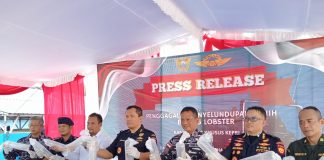 Sinergi Bea Cukai Kepri dan Lantamal IV Gagalkan Penyelundupan 104 Ribu Benih Lobster