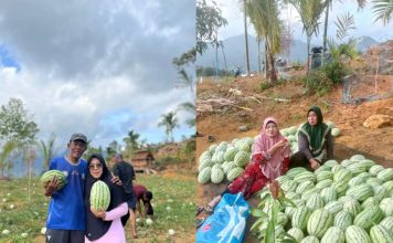 Armia Dampingi Panen Perdana Semangka 3 Ton di Pantai Armifa, Bukti Potensi Pertanian Pesisir Lingga