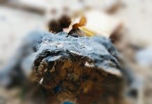 Warga Kampung Teregeh Lingga Digemparkan Penemuan Mayat Tak Utuh di Bawah Kolong Rumah