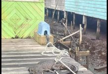 Warga Kelarik Tengah Bertindak Cepat Tangkap Anak Buaya Saat Masuk ke Permukiman