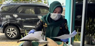 Karantina Kepri Terbitkan Sertifikat KI-2 untuk 34,35 Kg Sirip Hiu Natuna, Pastikan Sesuai Aturan KKP dan CITES