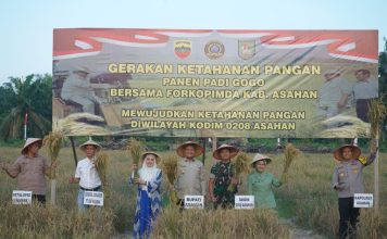 Kodim 0208 AS Bersama Forkopimda Panen Raya Padi Gogo