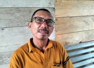 Aktivitas PT SSLP di Linau Disorot, Penanaman Sengon Dinilai Dipaksakan