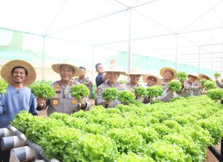 Dukung Ketahanan Pangan, Polda Kepri Panen Perdana Sayuran Hidroponik