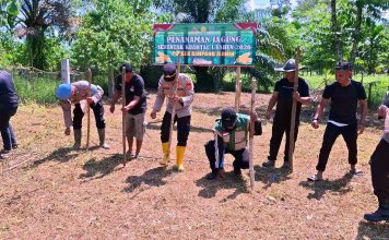 Tanam Jagung Serentak Kuartal I Tahun 2026, Polsek Simpang Jernih Bidik Ketahanan Pangan