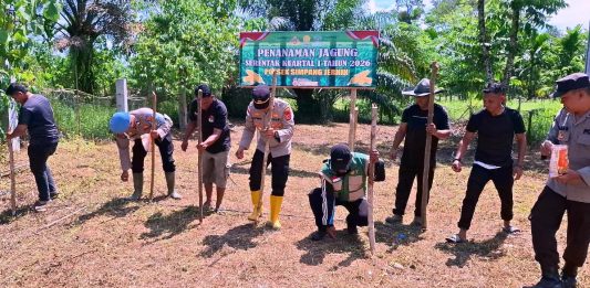 Tanam Jagung Serentak Kuartal I Tahun 2026, Polsek Simpang Jernih Bidik Ketahanan Pangan