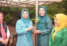 40 Ribu Bibit Cabai Mulai Disalurkan, Perkuat Ketahanan Pangan Masyarakat Kepri