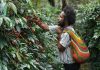 Dari Pegunungan Papua, Aroma Kopi Tiom Tembus Pasar Nasional Lewat Program PLN Peduli