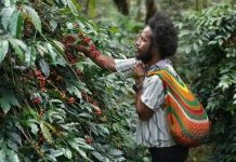 Dari Pegunungan Papua, Aroma Kopi Tiom Tembus Pasar Nasional Lewat Program PLN Peduli