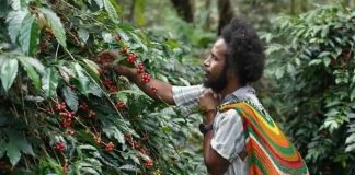 Dari Pegunungan Papua, Aroma Kopi Tiom Tembus Pasar Nasional Lewat Program PLN Peduli