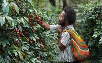 Dari Pegunungan Papua, Aroma Kopi Tiom Tembus Pasar Nasional Lewat Program PLN Peduli