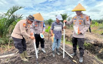 Kapolsek Bukit Kapur Turun Langsung Pimpin Penanaman Jagung Dukung Ketahanan Pangan
