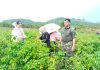 Panen Cabai di Ujung Timur Negeri, Pangkogabwilhan I Tanam Semangat Ketahanan Pangan di Natuna