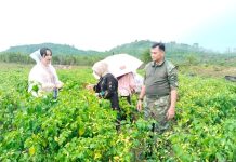 Panen Cabai di Ujung Timur Negeri, Pangkogabwilhan I Tanam Semangat Ketahanan Pangan di Natuna