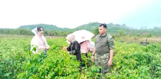 Panen Cabai di Ujung Timur Negeri, Pangkogabwilhan I Tanam Semangat Ketahanan Pangan di Natuna