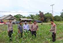 Kapolres Natuna Ikuti Panen Raya Jagung Serentak Kuartal II dan Salurkan Bantuan Sembako kepada Masyarakat