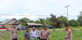 Kapolres Natuna Ikuti Panen Raya Jagung Serentak Kuartal II dan Salurkan Bantuan Sembako kepada Masyarakat