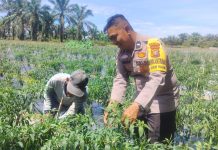 Bhabinkamtibmas Bukit Kapur Bersama Petani Cek Tanaman Pangan Bergizi