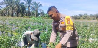 Bhabinkamtibmas Bukit Kapur Bersama Petani Cek Tanaman Pangan Bergizi
