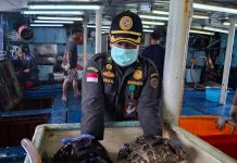 Karantina Kepri Kawal Ekspor Ikan Hidup Natuna Senilai Rp1,2 Miliar ke Hongkong