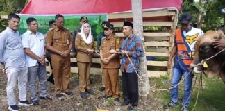 Cen Sui Lan Serahkan Sapi Kurban Bantuan Presiden untuk Masyarakat Pulau Laut