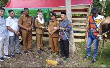 Cen Sui Lan Serahkan Sapi Kurban Bantuan Presiden untuk Masyarakat Pulau Laut