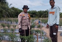 Sambangi Petani Cabai, Bhabinkamtibmas Bukit Batu Semangati Warga Jaga Ketahanan Pangan