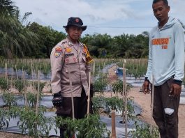 Sambangi Petani Cabai, Bhabinkamtibmas Bukit Batu Semangati Warga Jaga Ketahanan Pangan