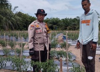 Sambangi Petani Cabai, Bhabinkamtibmas Bukit Batu Semangati Warga Jaga Ketahanan Pangan