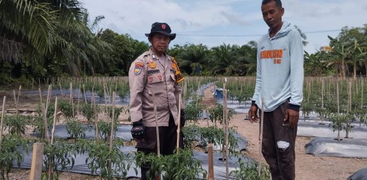 Sambangi Petani Cabai, Bhabinkamtibmas Bukit Batu Semangati Warga Jaga Ketahanan Pangan