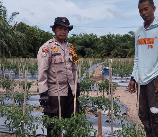 Sambangi Petani Cabai, Bhabinkamtibmas Bukit Batu Semangati Warga Jaga Ketahanan Pangan