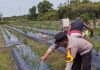 Beri Motivasi Masyarakat, Brigadir Kuswanto Pantau Ladang Cabai