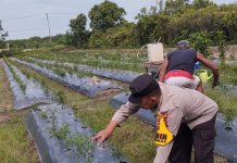 Beri Motivasi Masyarakat, Brigadir Kuswanto Pantau Ladang Cabai