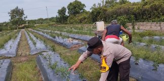 Beri Motivasi Masyarakat, Brigadir Kuswanto Pantau Ladang Cabai