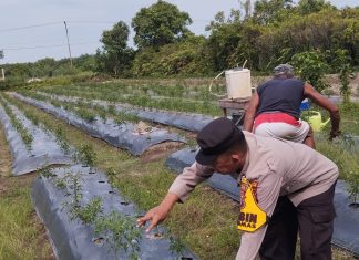Beri Motivasi Masyarakat, Brigadir Kuswanto Pantau Ladang Cabai