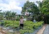 Bhabinkamtibmas Bukit Kapur Bersama Petani Cek Pekarangan Pangan Bergizi