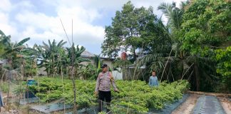 Bhabinkamtibmas Bukit Kapur Bersama Petani Cek Pekarangan Pangan Bergizi