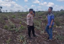 Beri Motivasi kepada Petani, Bhabinkamtibmas Polsek Bukit Batu Sambangi Kebun Nenas