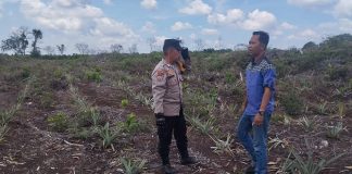 Beri Motivasi kepada Petani, Bhabinkamtibmas Polsek Bukit Batu Sambangi Kebun Nenas
