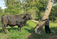 Pemkab Lingga Apresiasi Bantuan Hewan Kurban Presiden RI untuk Masyarakat