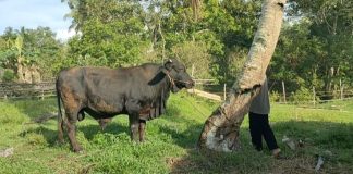Pemkab Lingga Apresiasi Bantuan Hewan Kurban Presiden RI untuk Masyarakat