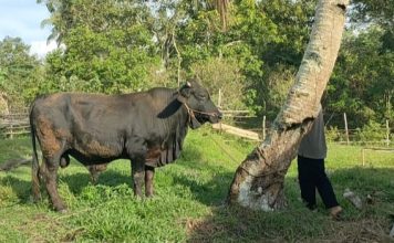 Pemkab Lingga Apresiasi Bantuan Hewan Kurban Presiden RI untuk Masyarakat