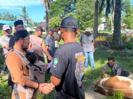 PTPN IV Regional VI Unit Kebun Baru Sembelih 8 Hewan Qurban, Ukhuwah dan Kepedulian Menguat di Idul Adha 1447 H